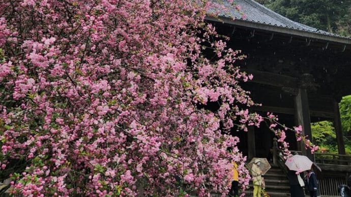 雨の散歩は鎌倉・妙本寺で桃の花を愛でる