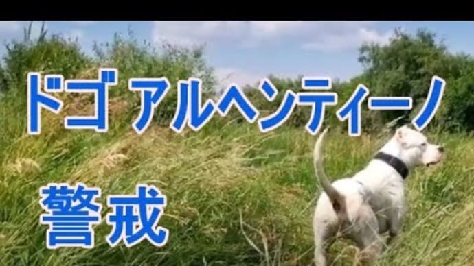 ドゴアルヘンティーノ…吠える