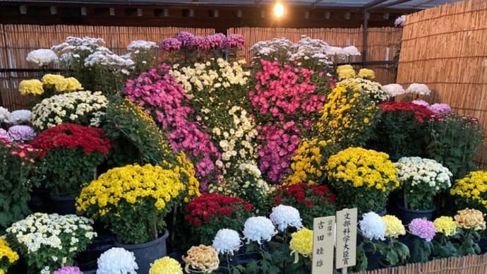 菊花大会受賞作品【福岡市社交ダンス教室・福岡市社交ダンススタジオ・薬院、柳橋、渡辺通・福岡のダンススクールライジングスター】