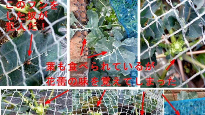 ブロッコリー絶対に鳥害だ