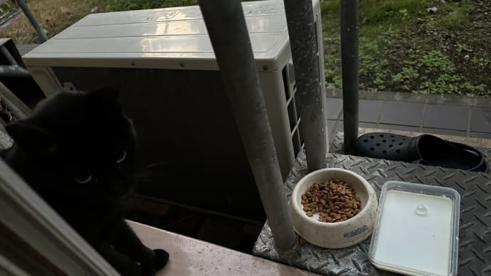 昨日の朝からいない黒猫二号