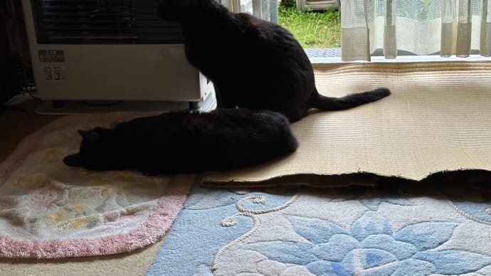 温帯低気圧で雨の朝の黒猫ダブル