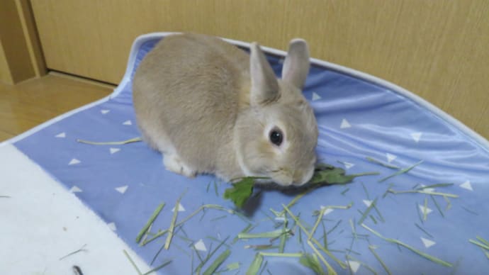 うさぎ学長!わちゃまる君!(その204)コタツが欲しい、わちゃまる君