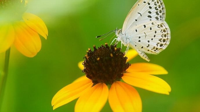 庭の花に来た蝶と虫