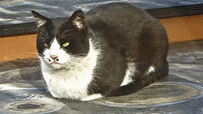 ３月下旬並みの陽気に誘われて、庭の鉢物台の上で日向ぼっこをして寛ぐ白黒猫ちゃん
