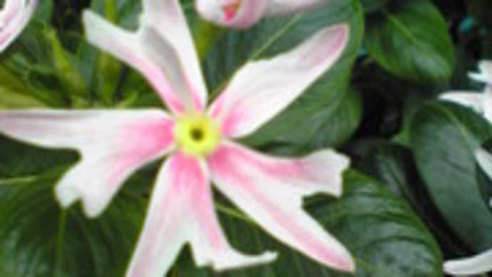 罪の赦し （マタイ９：２）