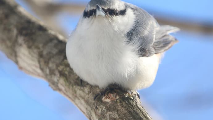 シロハラゴジュウカラ