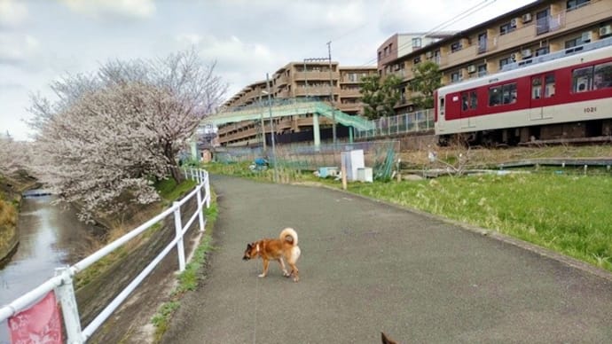 桜、咲いたね~♪