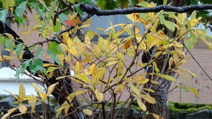 庭の紅黄葉 2024 (6)「キレンゲツツジ」