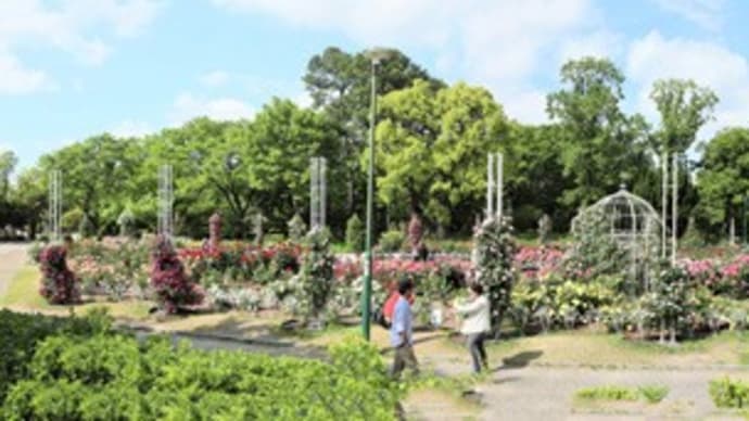 鶴舞公園　広い公園は「バラの花」の独壇場✊✊