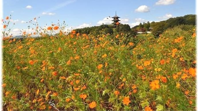 赤米と五重塔