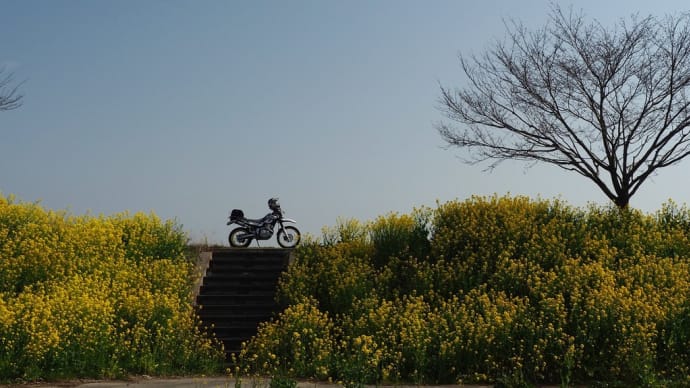 巴波川菜の花&三毳山カタクリ