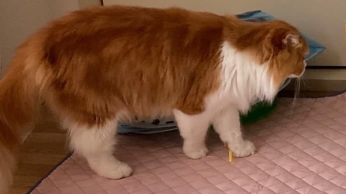 やんちゃ過ぎるよ子猫ちゃん