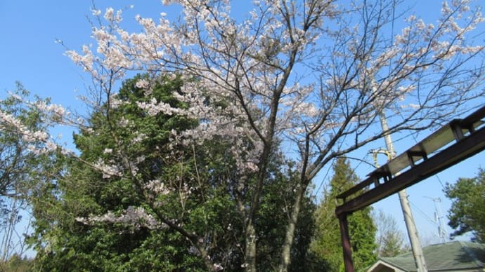 山庭の桜が満開！