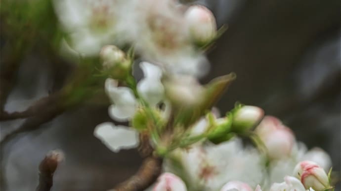 裏山のヤマナシの花
