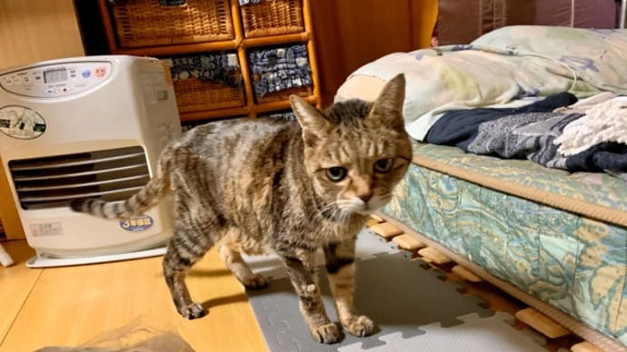 今日の茶子さん(注意:激痩せ写真あります)