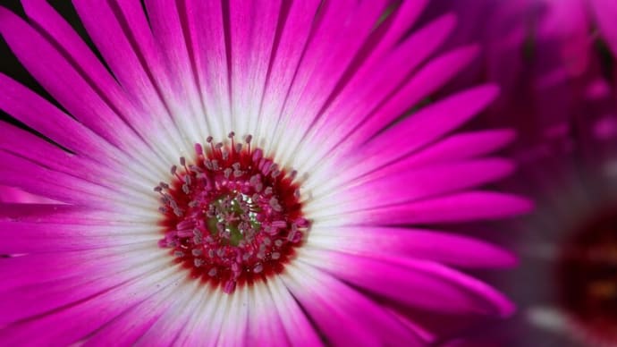 まぶしいほどの花々