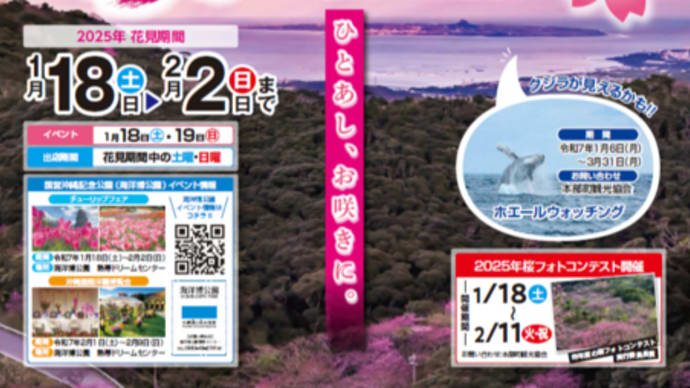 第47回もとぶ八重岳桜まつりの開催ご案内です🌸