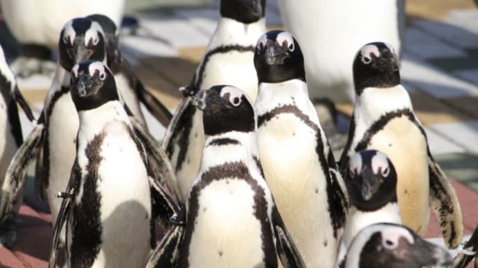 白いハラに追われる?ペンギン