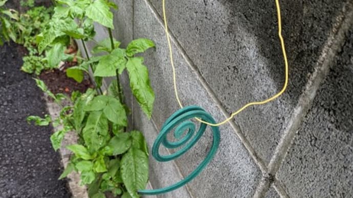 蚊取線香が、そこに?