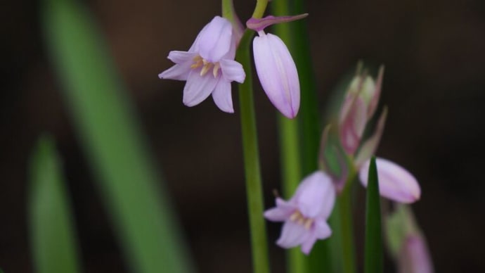 近所の散策で出会った花々と鳥たち
