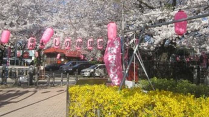染井の桜 （ソメイヨシノ発祥の地）2014.3.31