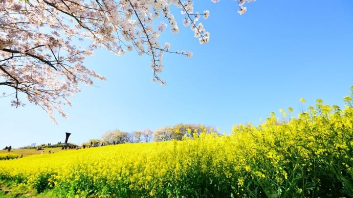 桜と菜の花 絶景・2020 ~諫早市白木峰高原~ その3