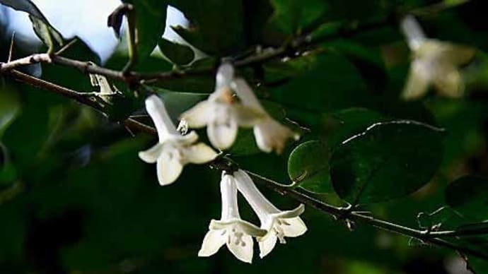 オオアリドオシ(ニセジュズネノキ)の花