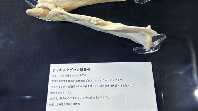ホッキョクグマ展 デナリの頭蓋骨