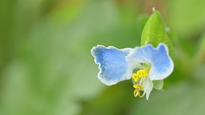 わち山野草の森2023.9(2)