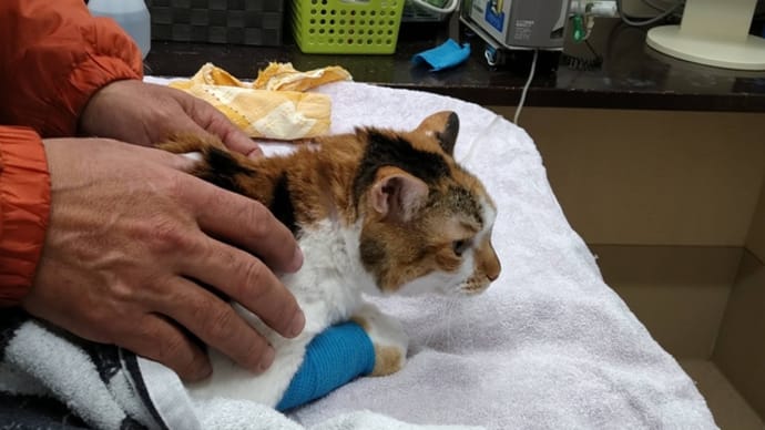 つぶあん、入院1泊の朝