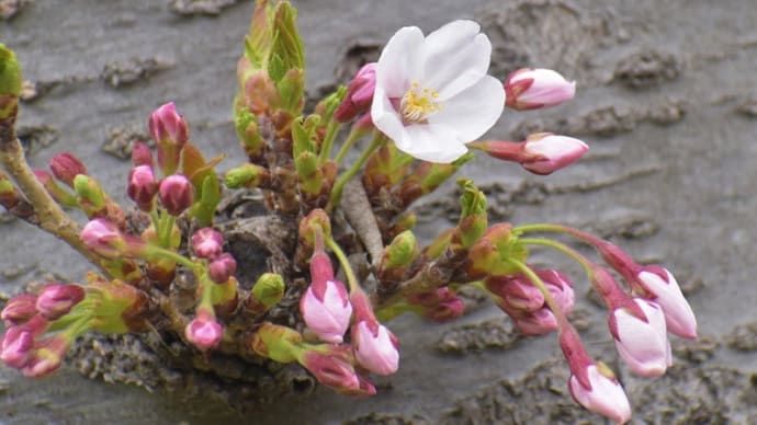 いつもの公園の桜と梅