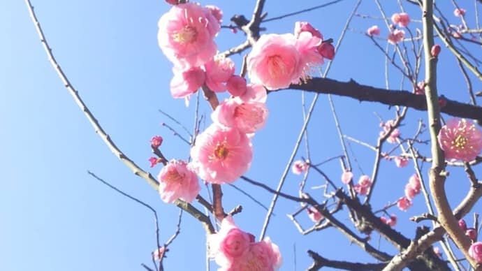 荷風追憶…( I )藤蔭静枝「交情蜜のごとし」読みました。