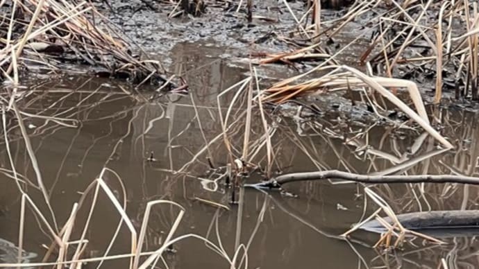カルガモ マガモ せせらぎ公園