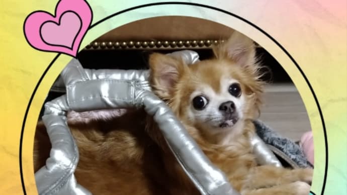 ちゃっぷい