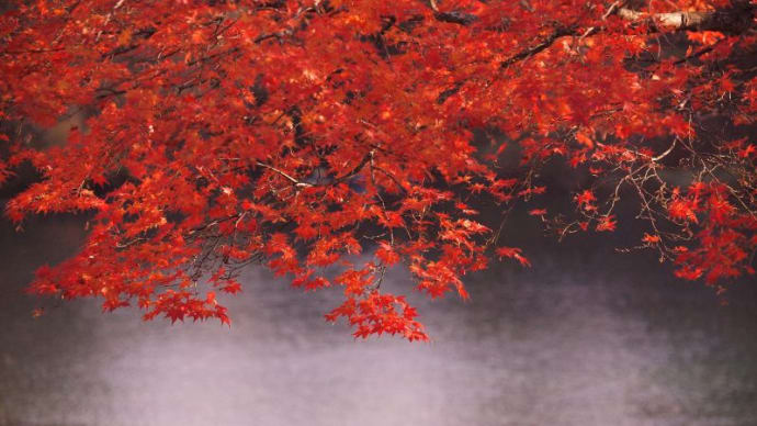 紅葉に染まる長老湖から小野川温泉の旅・・・裏磐梯毘沙門沼