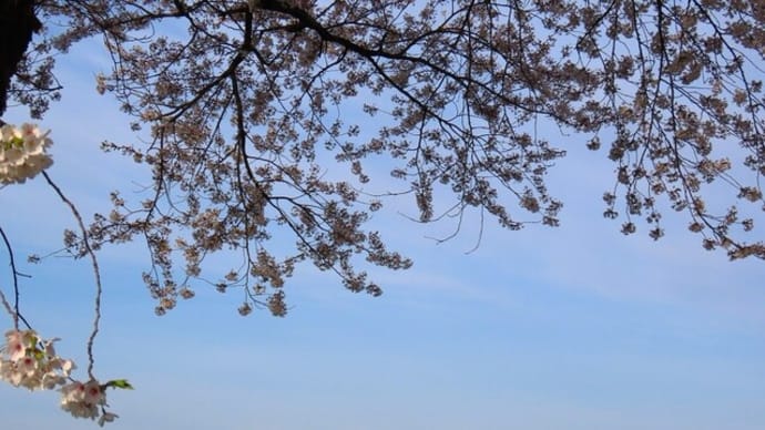 まだ桜が綺麗です。
