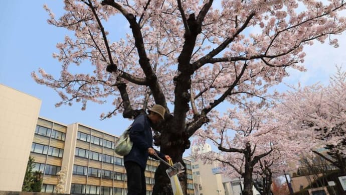 今年はサクラ長持ち