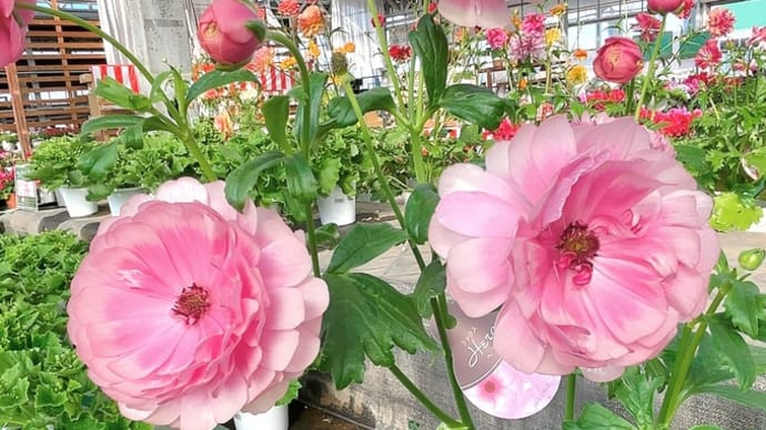 ゲブラビオラをクッキー缶に&園芸店の素敵な花