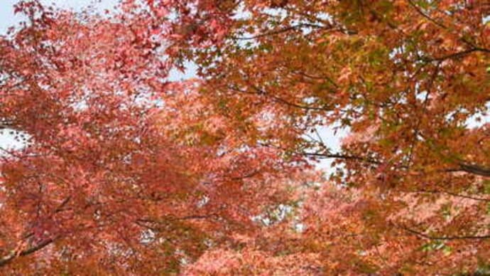 続、高岡古城公園の紅葉