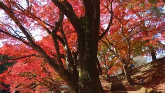 佐久山 御殿山公園の紅葉 2022/11