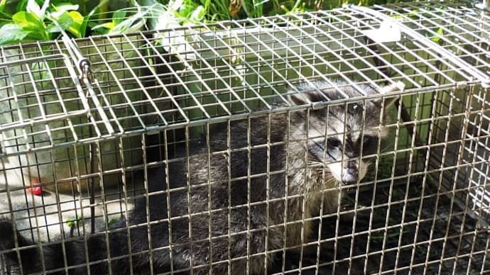 アライグマ捕獲作戦成功!