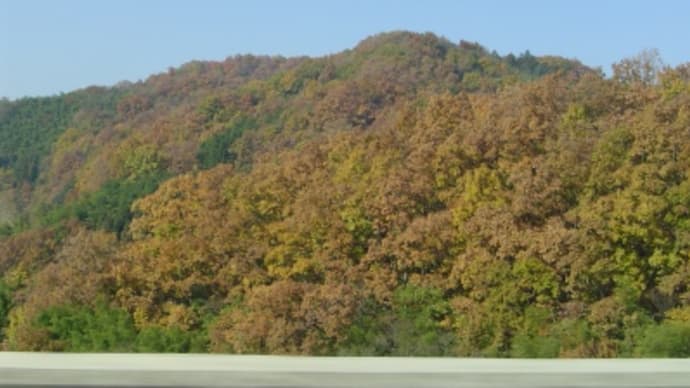 高速道路からの紅葉