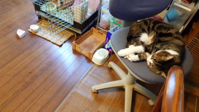 お留守番🐰🐱