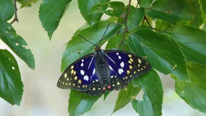 オオムラサキの季節🦋