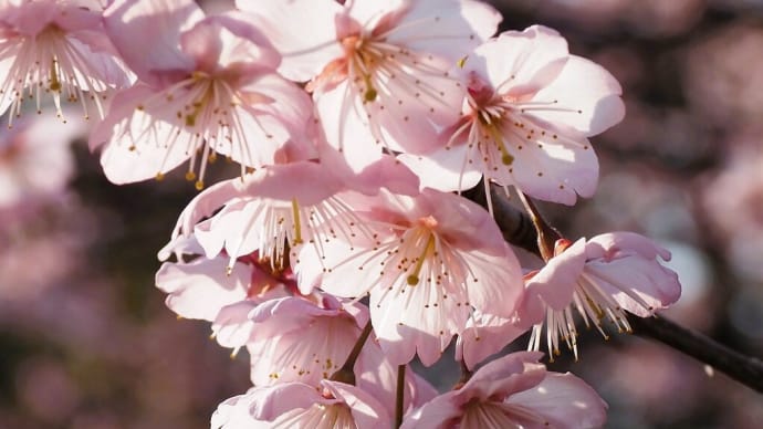 美しく咲く.....初御代桜