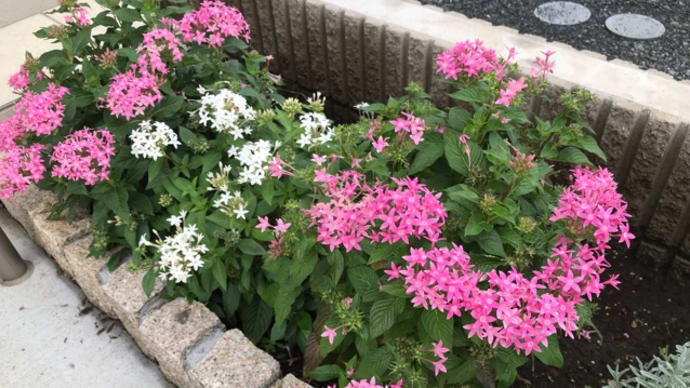 新築１年目の花 💐 2019年10月19日