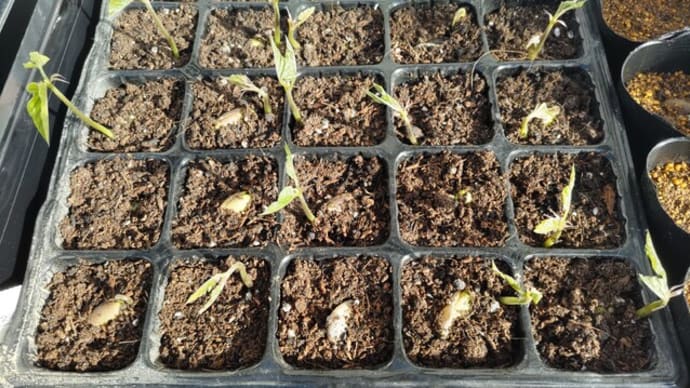 八升豆(ムクナ豆)の発芽