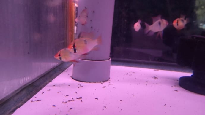 今週の入荷魚 2月9日