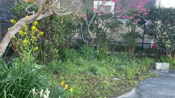 水仙と緋寒桜